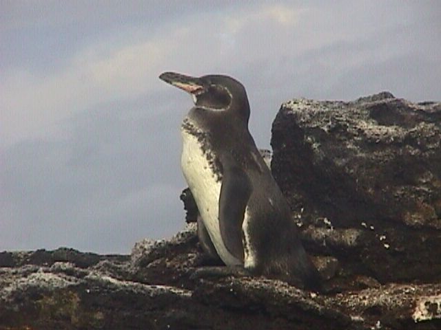 Penguin On Watch